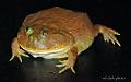 Lepidobatrachus laevis  01